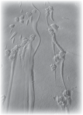 Otter tracks in the snow.
